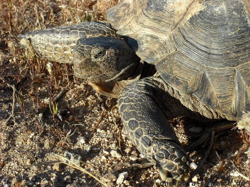 Kalifornische Gopherschildkröte, Gopherus agassizii, Portrait eines adulten Männchens aus der Lokalität Mesa – © Jeff E. Lovich Kalifornische Gopherschildkröte, Gopherus agassizii, Portrait eines adulten Männchens aus der Lokalität Mesa – © Jeff E. Lovich