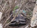 Texas-Gopherschildkr&ouml;te, Gopherus berlandieri, &ndash; &copy;&nbsp;Daniel A. Guerra