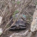 Texas-Gopherschildkr&ouml;te, Gopherus berlandieri, &ndash; &copy;&nbsp;Daniel A. Guerra