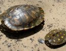 Gelbtupfen-Höckerschildkröte, Graptemys flavimaculata, – © Will Selman