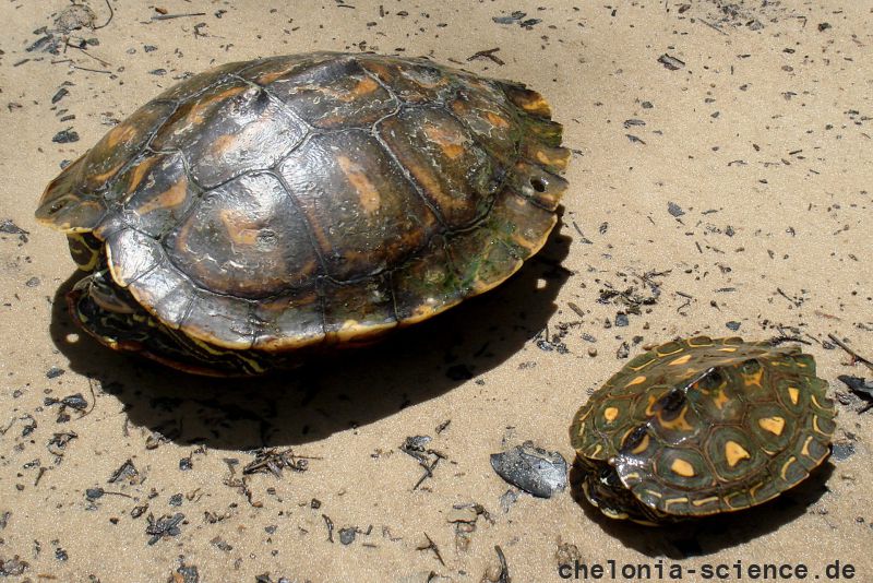 Gelbtupfen-Höckerschildkröte, Graptemys flavimaculata, – © Will Selman Gelbtupfen-Höckerschildkröte, Graptemys flavimaculata, – © Will Selman