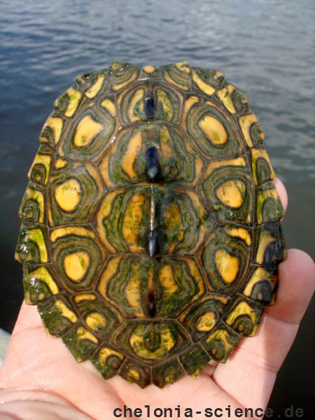Gelbtupfen-Höckerschildkröte, Graptemys flavimaculata, ein männliches Exemplar – © Will Selman Gelbtupfen-Höckerschildkröte, Graptemys flavimaculata, ein männliches Exemplar – © Will Selman
