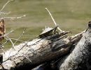 Gelbtupfen-Höckerschildkröte, Graptemys flavimaculata, ein männliches Exemplar – © Will Selman