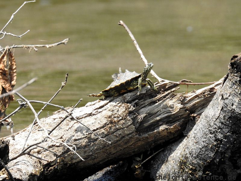 Gelbtupfen-Höckerschildkröte, Graptemys flavimaculata, ein männliches Exemplar – © Will Selman Gelbtupfen-Höckerschildkröte, Graptemys flavimaculata, ein männliches Exemplar – © Will Selman