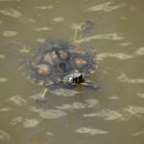 Gelbtupfen-Höckerschildkröte, Graptemys flavimaculata, ein weibliches Exemplar – © Will Selman