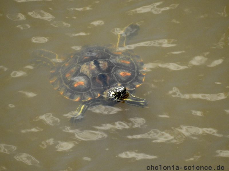 Gelbtupfen-Höckerschildkröte, Graptemys flavimaculata, ein weibliches Exemplar – © Will Selman Gelbtupfen-Höckerschildkröte, Graptemys flavimaculata, ein weibliches Exemplar – © Will Selman