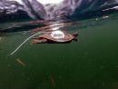 Landkarten-Höckerschildkröte, Graptemys geographica, mit Sender unter dem Eis – © Jessica A. Robichaud Landkarten-Höckerschildkröte, Graptemys geographica, mit Sender unter dem Eis – © Jessica A. Robichaud