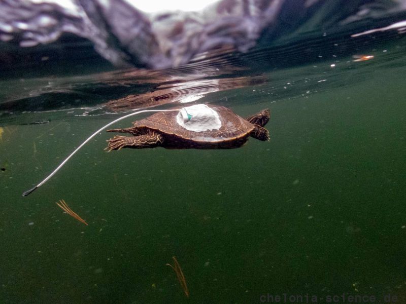 Landkarten-Höckerschildkröte, Graptemys geographica, mit Sender unter dem Eis – © Jessica A. Robichaud Landkarten-Höckerschildkröte, Graptemys geographica, mit Sender unter dem Eis – © Jessica A. Robichaud