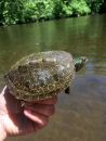 Landkarten-Höckerschildkröte, Graptemys geographica, markiertes Exemplar – © Joshua G. Otten Landkarten-Höckerschildkröte, Graptemys geographica, markiertes Exemplar – © Joshua G. Otten