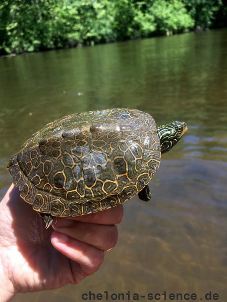 Landkarten-Höckerschildkröte, Graptemys geographica, markiertes Exemplar – © Joshua G. Otten Landkarten-Höckerschildkröte, Graptemys geographica, markiertes Exemplar – © Joshua G. Otten