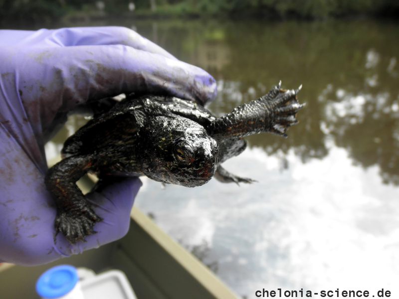Landkarten-Höckerschildkröte, Graptemys geographica, veröltes Tier nach der Süßwasser-Ölpest – © Joshua G. Otten Landkarten-Höckerschildkröte, Graptemys geographica, veröltes Tier nach der Süßwasser-Ölpest – © Joshua G. Otten