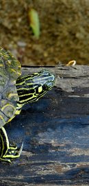 Pracht-Höckerschildkröte, Graptemys oculifera, aus dem Strong River – © Peter V. Lindeman