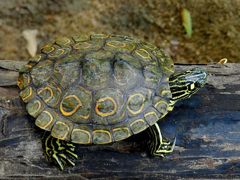 Pracht-Höckerschildkröte, Graptemys oculifera, aus dem Strong River – © Peter V. Lindeman Pracht-Höckerschildkröte, Graptemys oculifera, aus dem Strong River – © Peter V. Lindeman