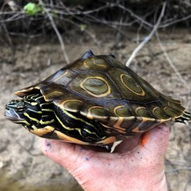 Pracht-Höckerschildkröte, Graptemys oculifera, – © Will Selman