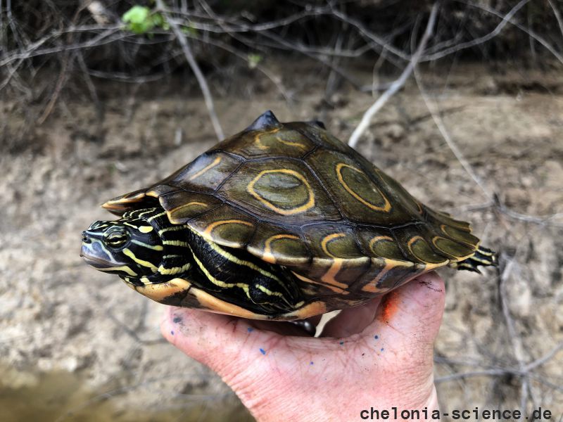 Pracht-Höckerschildkröte, Graptemys oculifera, – © Will Selman Pracht-Höckerschildkröte, Graptemys oculifera, – © Will Selman