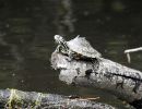 Pracht-Höckerschildkröte, Graptemys oculifera, – © Will Selman