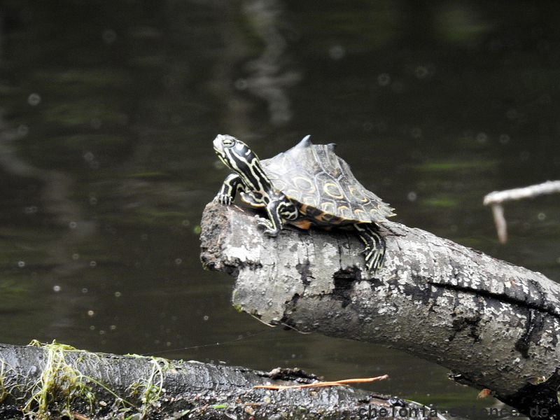 Pracht-Höckerschildkröte, Graptemys oculifera, – © Will Selman Pracht-Höckerschildkröte, Graptemys oculifera, – © Will Selman