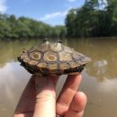 Pracht-Höckerschildkröte, Graptemys oculifera, aus dem Pearl River – © Will Selman