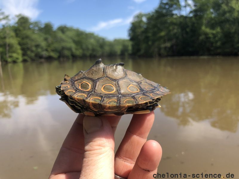 Pracht-Höckerschildkröte, Graptemys oculifera, aus dem Pearl River – © Will Selman Pracht-Höckerschildkröte, Graptemys oculifera, aus dem Pearl River – © Will Selman