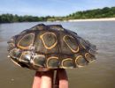 Pracht-Höckerschildkröte, Graptemys oculifera, – © Will Selman