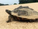 Pracht-Höckerschildkröte, Graptemys oculifera, – © Will Selman