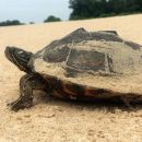 Pracht-Höckerschildkröte, Graptemys oculifera, – © Will Selman