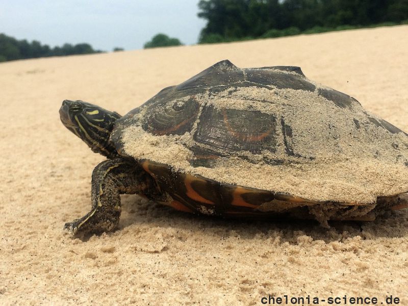 Pracht-Höckerschildkröte, Graptemys oculifera, – © Will Selman Pracht-Höckerschildkröte, Graptemys oculifera, – © Will Selman