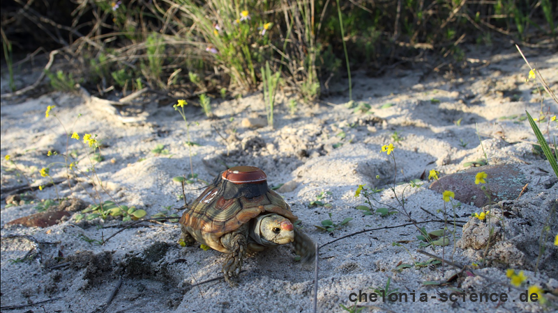 Areolen-Flachschildkröte, Homopus areolatus – © Raquel A. Garcia Areolen-Flachschildkröte, Homopus areolatus – © Raquel A. Garcia