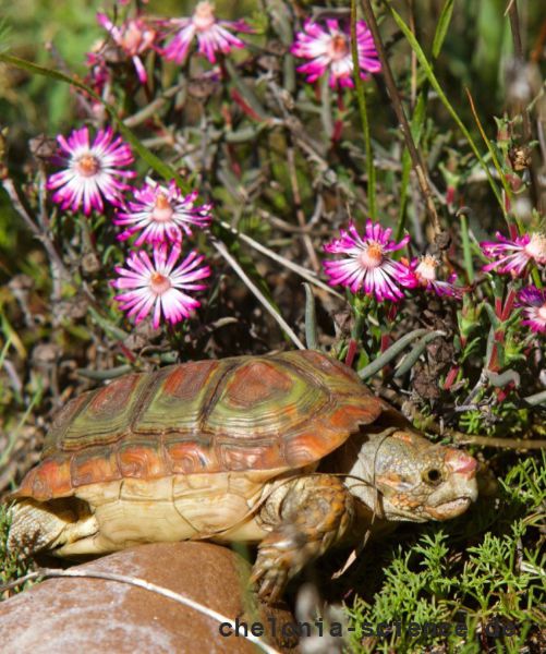 Areolen-Flachschildkröte, Homopus areolatus – © Raquel A. Garcia Areolen-Flachschildkröte, Homopus areolatus – © Raquel A. Garcia