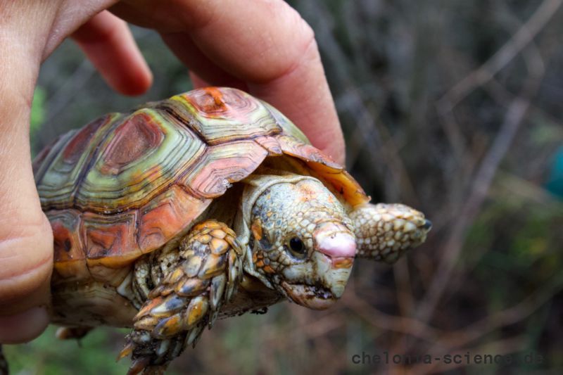 Areolen-Flachschildkröte, Homopus areolatus – © Raquel A. Garcia Areolen-Flachschildkröte, Homopus areolatus – © Raquel A. Garcia