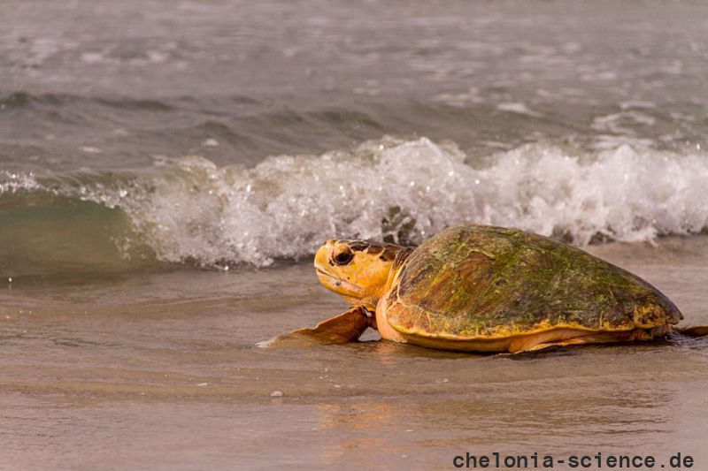 Hybrid aus Caretta caretta x Eretmochelys imbricata x Chelonia mydas, – © Caroline Regina Dias Machado Hybrid aus Caretta caretta x Eretmochelys imbricata x Chelonia mydas, – © Caroline Regina Dias Machado