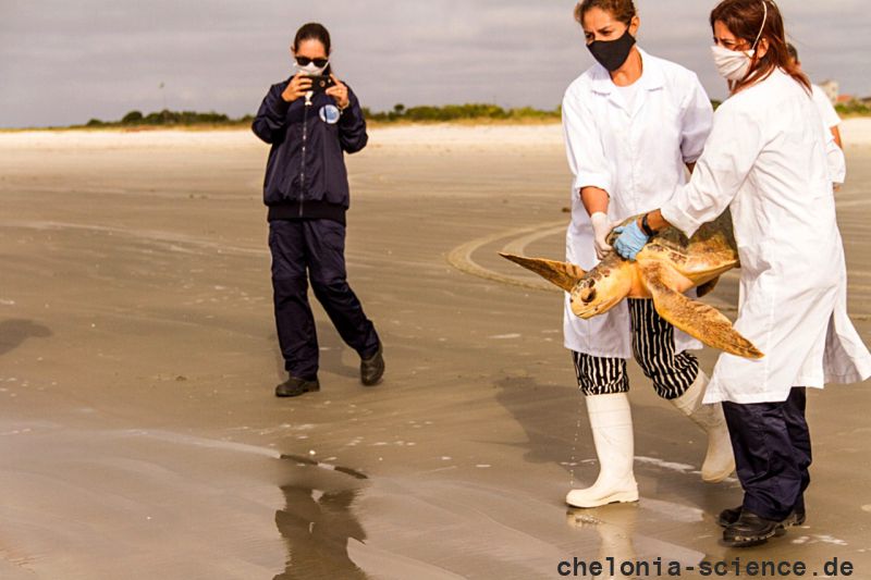 Hybrid aus Caretta caretta x Eretmochelys imbricata x Chelonia mydas, – © Caroline Regina Dias Machado Hybrid aus Caretta caretta x Eretmochelys imbricata x Chelonia mydas, – © Caroline Regina Dias Machado