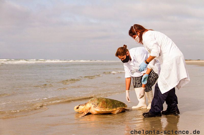 Hybrid aus Caretta caretta x Eretmochelys imbricata x Chelonia mydas, – © Caroline Regina Dias Machado Hybrid aus Caretta caretta x Eretmochelys imbricata x Chelonia mydas, – © Caroline Regina Dias Machado