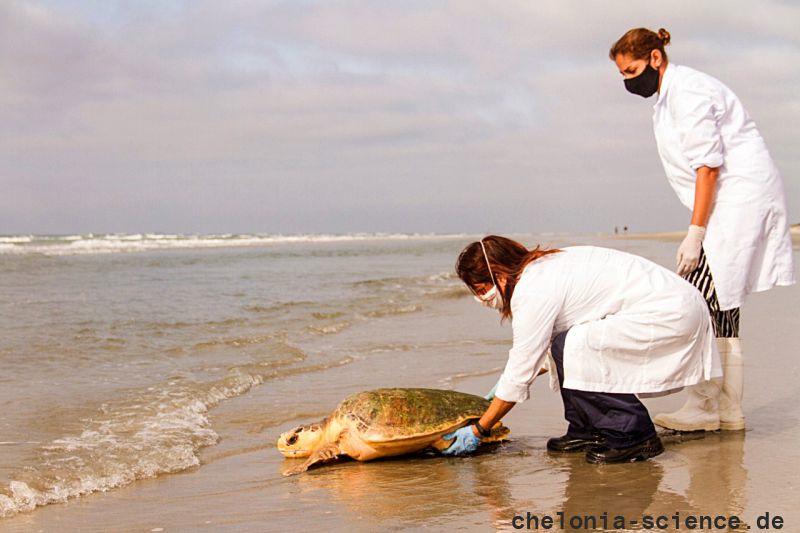 Hybrid aus Caretta caretta x Eretmochelys imbricata x Chelonia mydas, – © Caroline Regina Dias Machado Hybrid aus Caretta caretta x Eretmochelys imbricata x Chelonia mydas, – © Caroline Regina Dias Machado