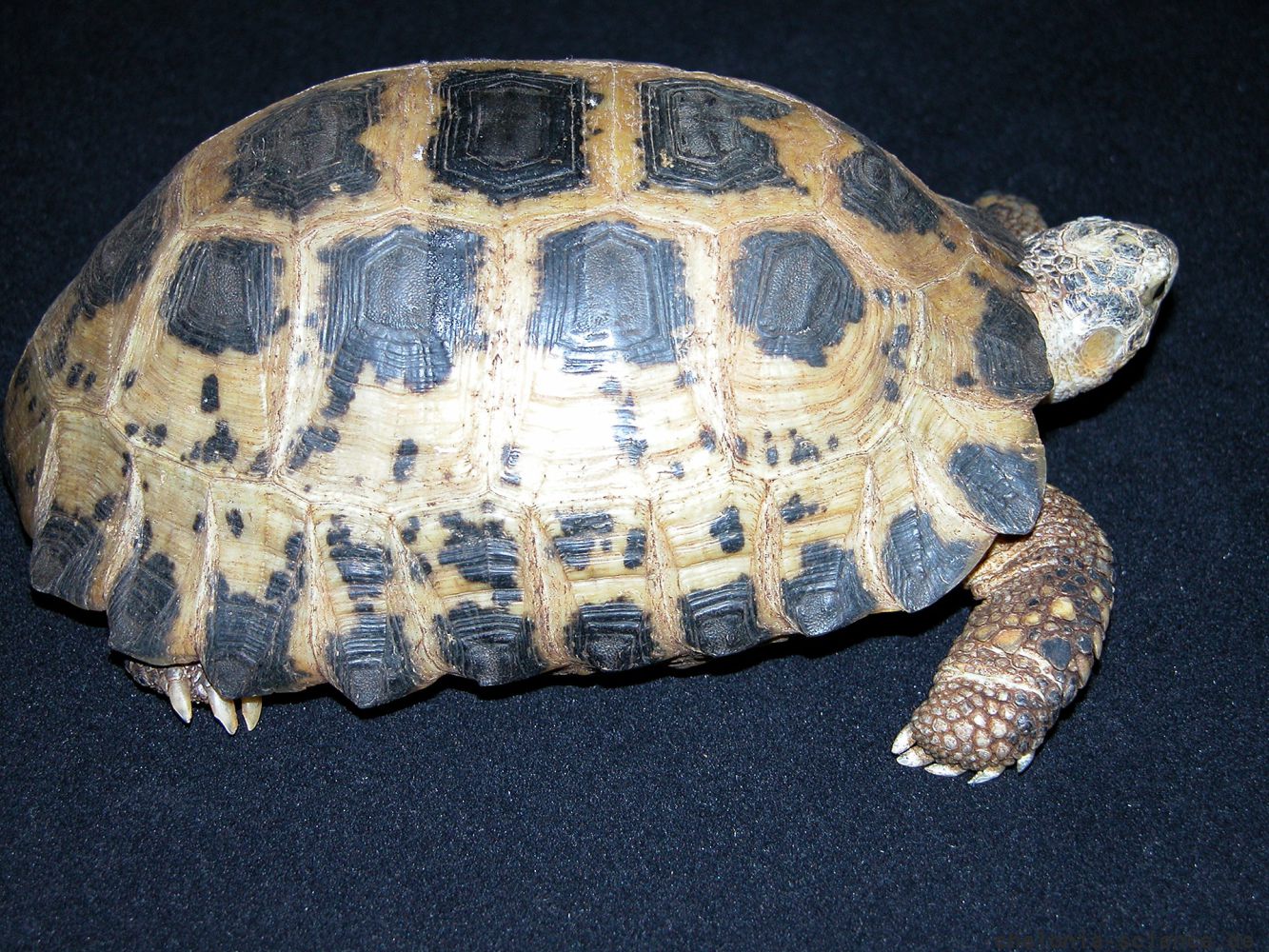 Forstens Landschildkröte, Indotestudo forstenii – © Jutta Wiechert † über Beate Pfau