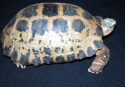 Indotestudo forstenii – Forstens Landschildkröte