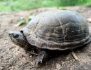 Alamos-Klappschildkr&ouml;te, Kinosternon alamosae &ndash; &copy; Dr. Ernesto Raya-Garcia