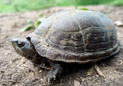 Alamos-Klappschildkröte, Kinosternon alamosae, – © Dr. Ernesto Raya-Garcia