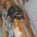 Dreistreifen-Klappschildkröte, Kinosternon baurii, ein Schlüpfling – © Hilmar Hufer
