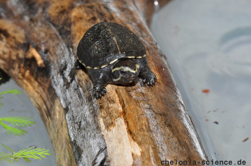 Dreistreifen-Klappschildkröte, Kinosternon baurii, ein Schlüpfling – © Hilmar Hufer Dreistreifen-Klappschildkröte, Kinosternon baurii, ein Schlüpfling – © Hilmar Hufer