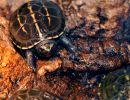 Dreistreifen-Klappschildkröte, Kinosternon baurii, ein Jungtier – © Hilmar Hufer