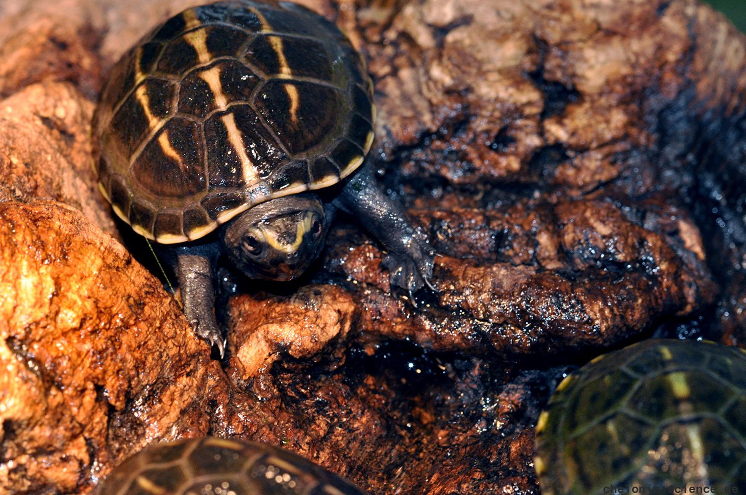 Dreistreifen-Klappschildkröte, Kinosternon baurii, ein Jungtier – © Hilmar Hufer