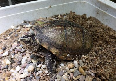 Kinosternon baurii – Dreistreifen-Klappschildkröte