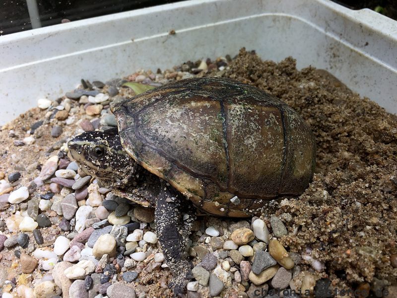 Dreistreifen-Klappschildkröte, Kinosternon baurii, ein Weibchen bei der Eiablage – © Hilmar Hufer Dreistreifen-Klappschildkröte, Kinosternon baurii, ein Weibchen bei der Eiablage – © Hilmar Hufer