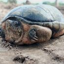 Cora-Klappschildkr&ouml;te, Kinosternon cora, ein ausgewachsenes Weibchen aus Rosamorada, Nayarit, Mexiko (81,15 mm CL). &ndash; &copy;&nbsp;Jesus A. Loc-Barragan