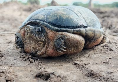Cora-Klappschildkröte, Kinosternon cora, – © Jesus A. Loc-Barragan