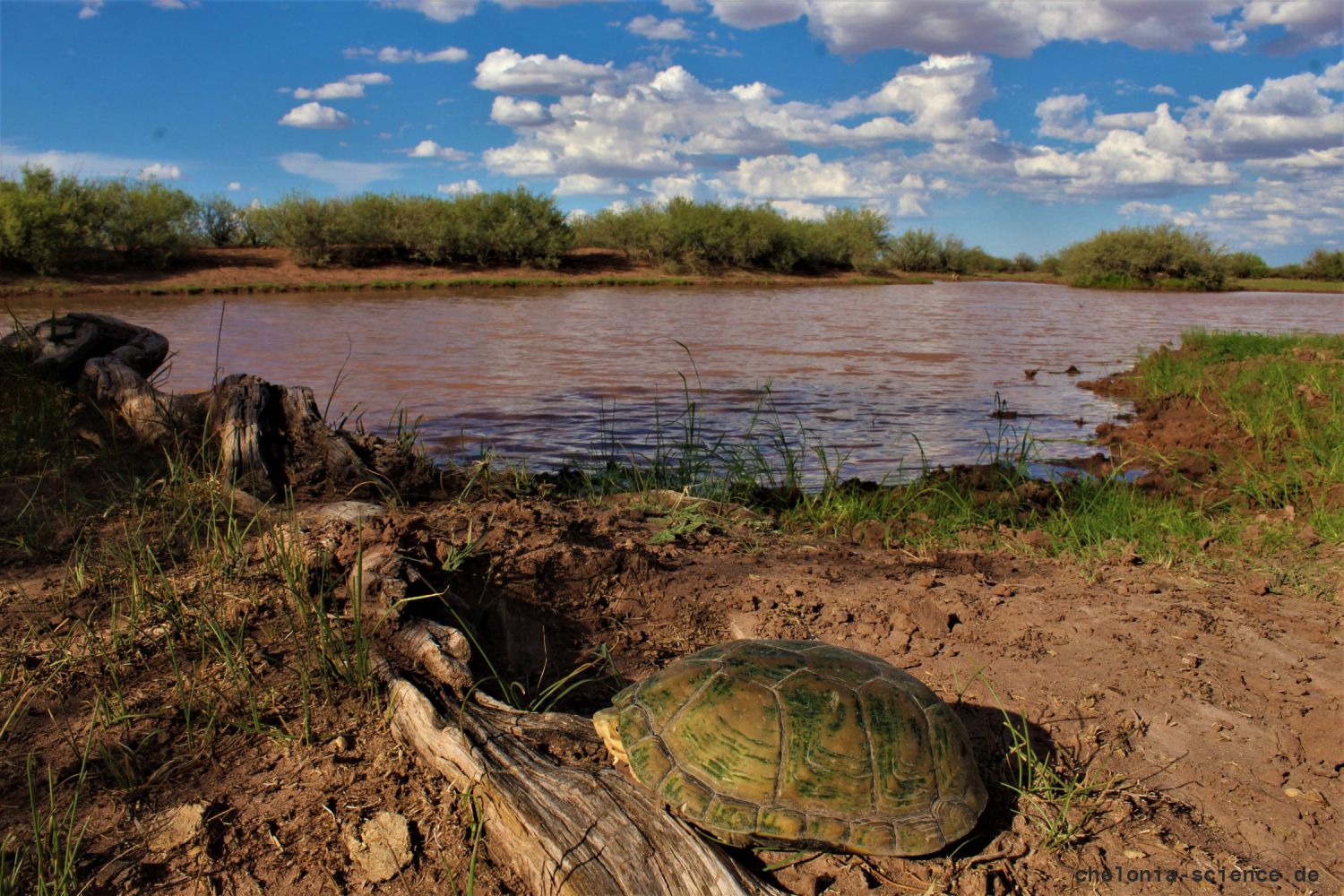 Durango-Klappschildkröte, Kinosternon durangoense, – © Jesus A. Loc-Barragan