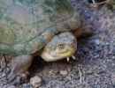 Durango-Klappschildkr&ouml;te, Kinosternon durangoense, &ndash; &copy;&nbsp;Jesus A. Loc-Barragan