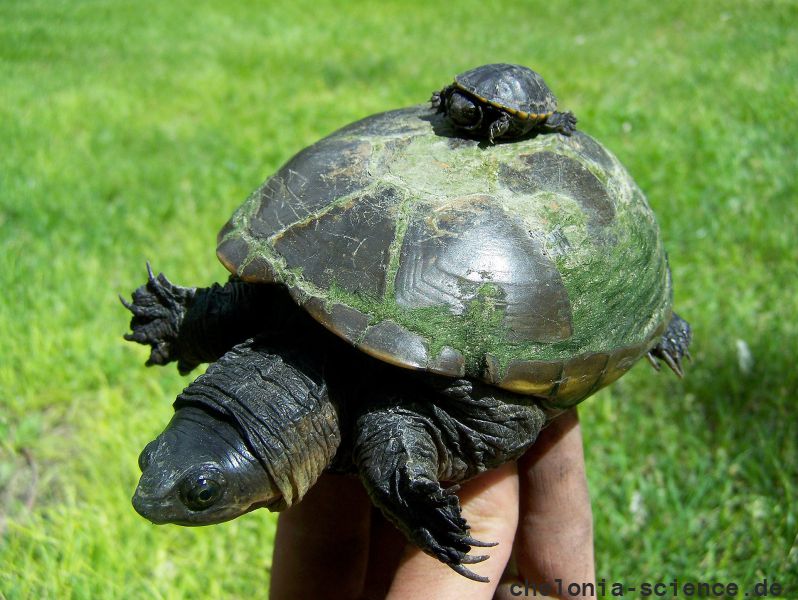 Gelbliche Klappschildkröte, Kinosternon flavescens, Muttertier mit Jungtier – © John B. Iverson Gelbliche Klappschildkröte, Kinosternon flavescens, Muttertier mit Jungtier – © John B. Iverson