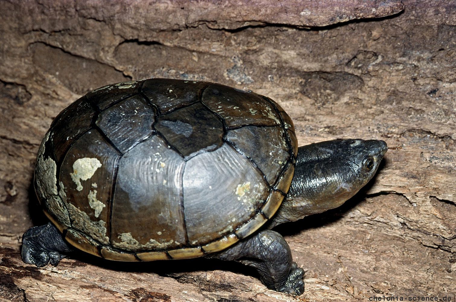 Gelbliche Klappschildkröte, Kinosternon flavescens, adultes weibliches Exemplar aus der Untersuchungspopulation (iverson-2022-01) – © John B. Iverson